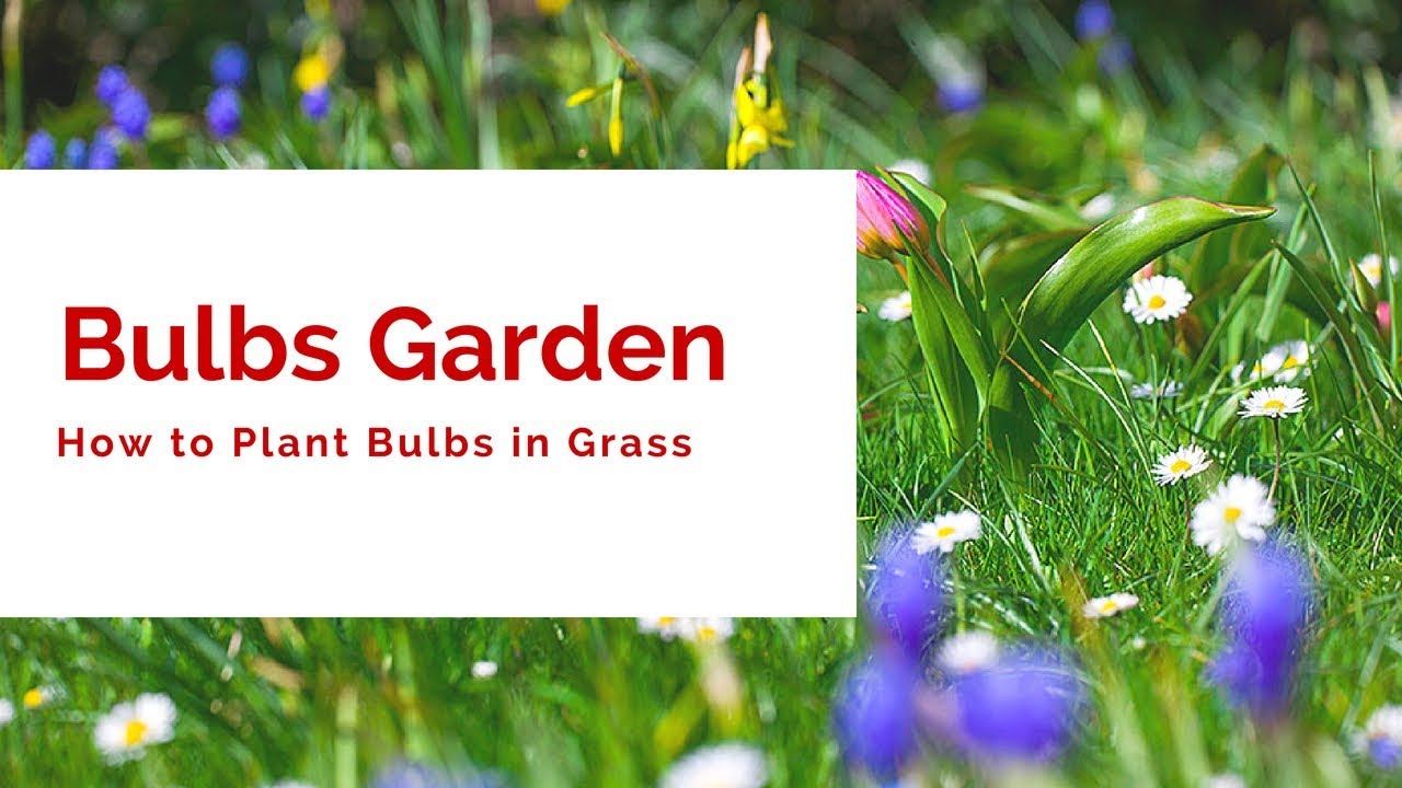HOW TO PLANT BULBS IN GRASS Herbal Plant Power