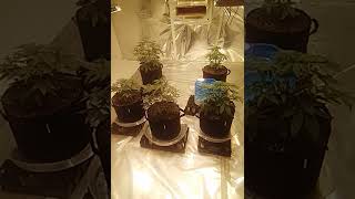 progress on the budget indoor auto flower grow