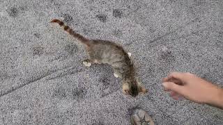 Visiting with my loyal friends,  cat colonies Thursday morning 