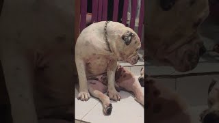 Sleepy Dog Sits Like Human || ViralHog