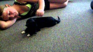 dog trying to take clothes pin off