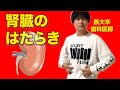 わかりやすすぎる腎臓の働き①(ネフロン、再吸収) 【解剖生理学10】