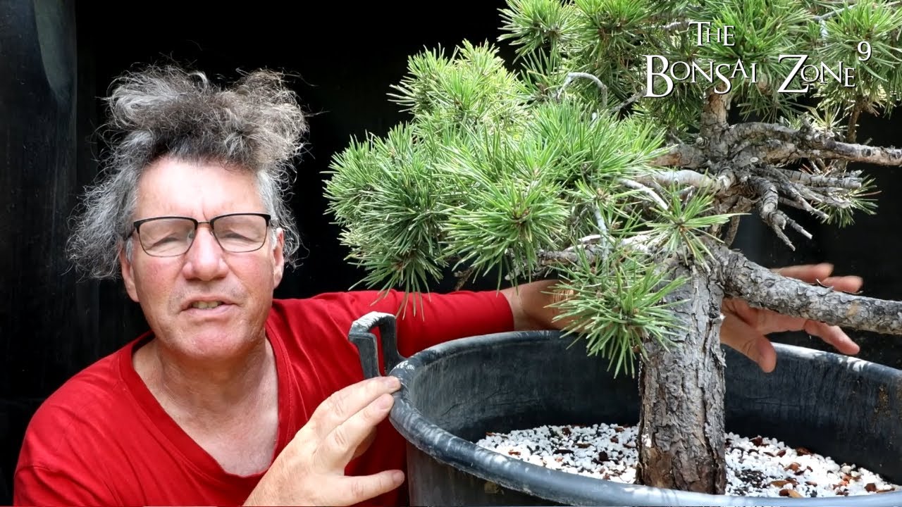 Work Begins on My 60th Birthday Scots Pine, Part 2, The Bonsai Zone