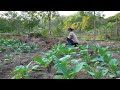 Renovate the garden to plant more potatoes and garlic. Live with nature.