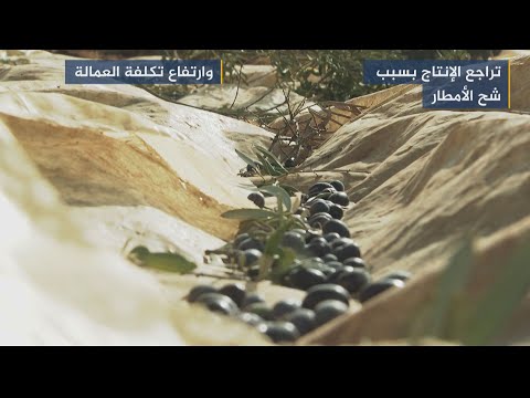 انحباس الأمطار يؤثر على إنتاج أشجار الزيتون في الأردن