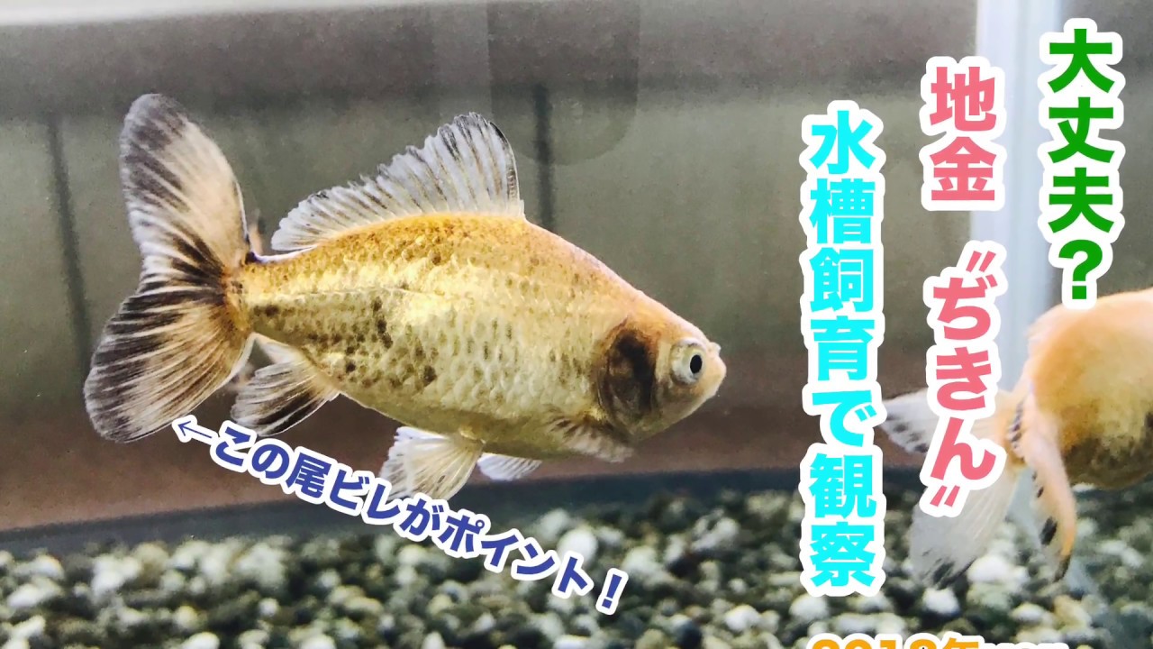 動画で金魚 大丈夫 地金 ぢきん を水槽飼育で観察する 18年ver h30 1 19 Goldfish Movie From Japan Youtube 動画で金魚 大丈夫 地金 ぢきん を水槽飼育で観察する 18年ver h30 1 19 Goldfish Movie From Japan Youtube
