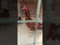 Pakistani figter aseel murga 🐔