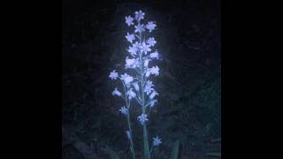 [FREE FOR PROFIT] Ambient Shoegaze + Indie type beat Universal