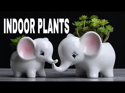 INDOOR PLANTS Elephant Ear Plant