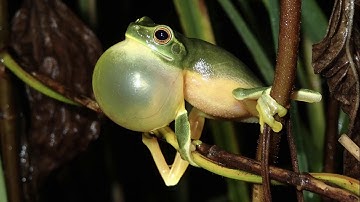 The Life Cycle of a Frog