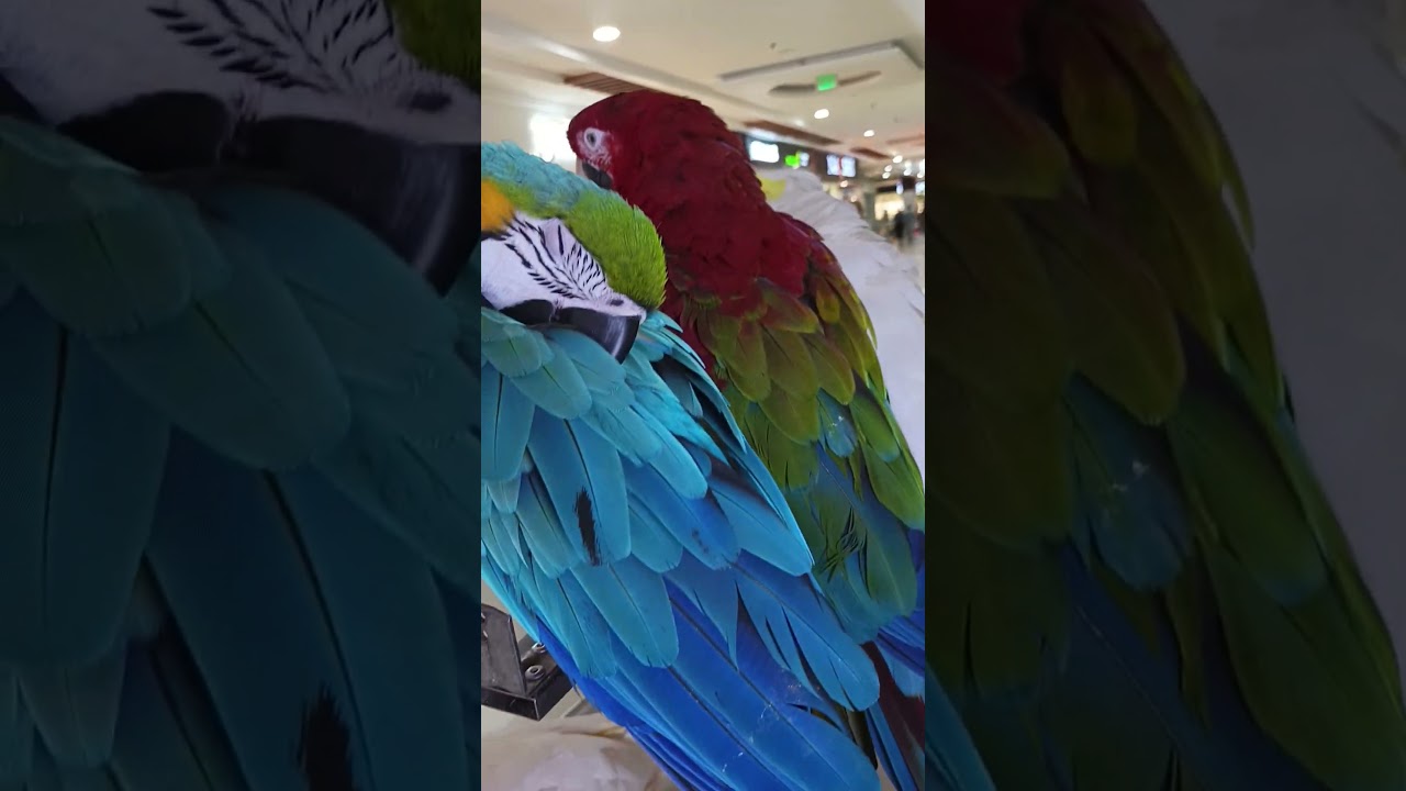 beautiful parrots in Centaurus mall islamabad 