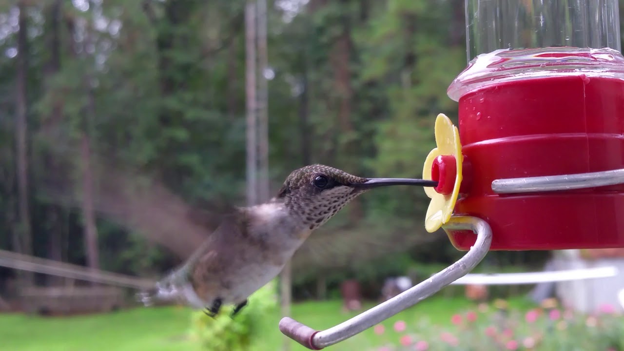 camera iphone 8 plus apk Hummingbirds Breakfast After Work Part 2