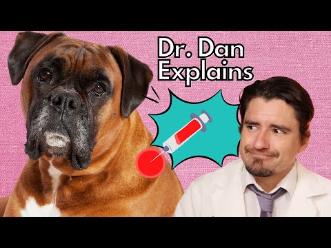 Video: Om Dog Fine Needle Aspiration