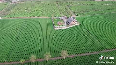 The Meadow Mộc Châu