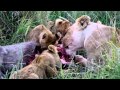 Lion family eating a warthog