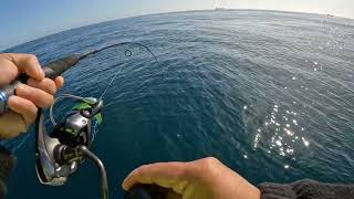 SLOW PITCH JIGGING | KINGFISH