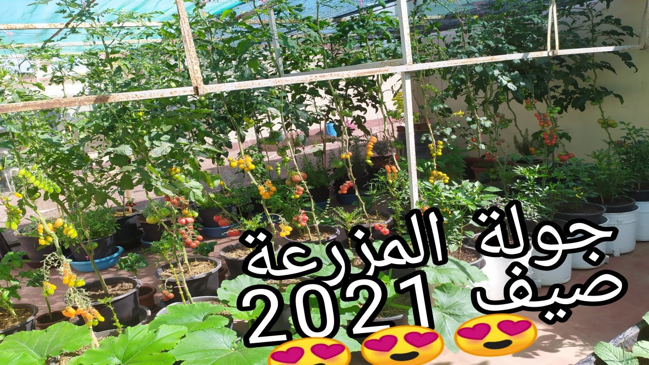 جولة في مزرعتي على السطح مع بداية فصل الصيف 2021