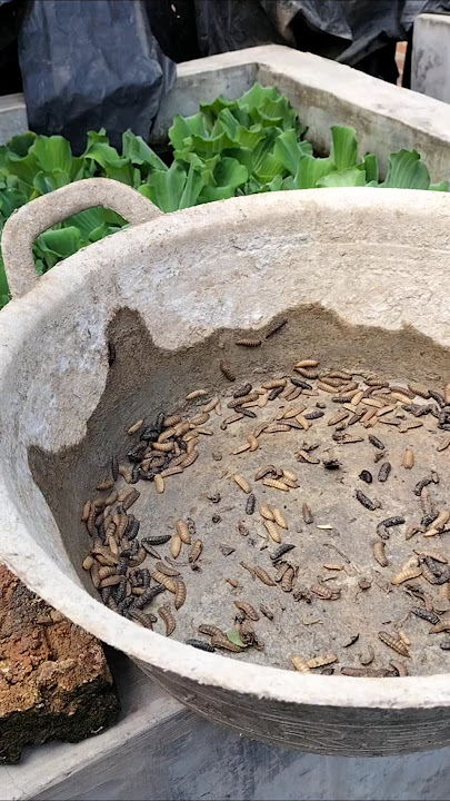 Maggot BSF untuk ikan #bsf #lalatbsf #ikangurame #ikan #budidayaikan #proteintinggi #pakanalami