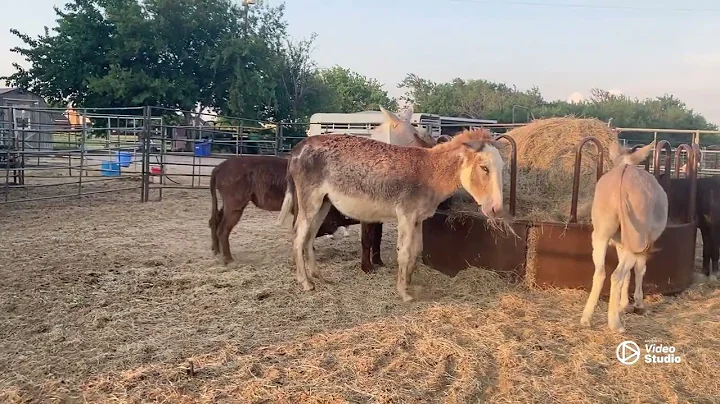 Donkeys playing and having fun