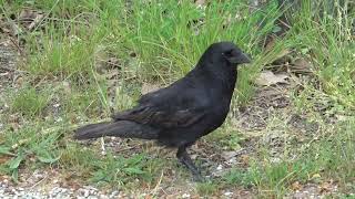 Young crow of 2022 STILL there but no longer welcome on the territory
