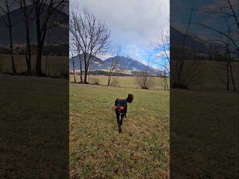 Dummytraining mit Junghündin Venice und was die drei Ds damit zu tun… – Video der Hundeschule Willenskraft
