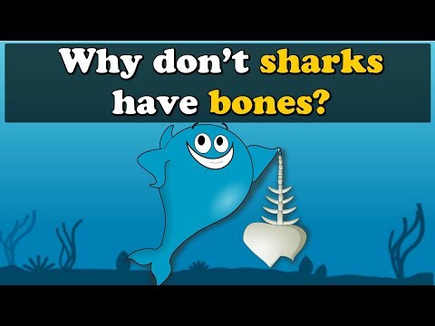 Why don&rsquo;t Sharks have Bones? + more videos | #aumsum #kids #science #education #children