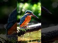 Are Kingfisher Dives More COMPLEX Than We Think #birds #bird #birdsounds