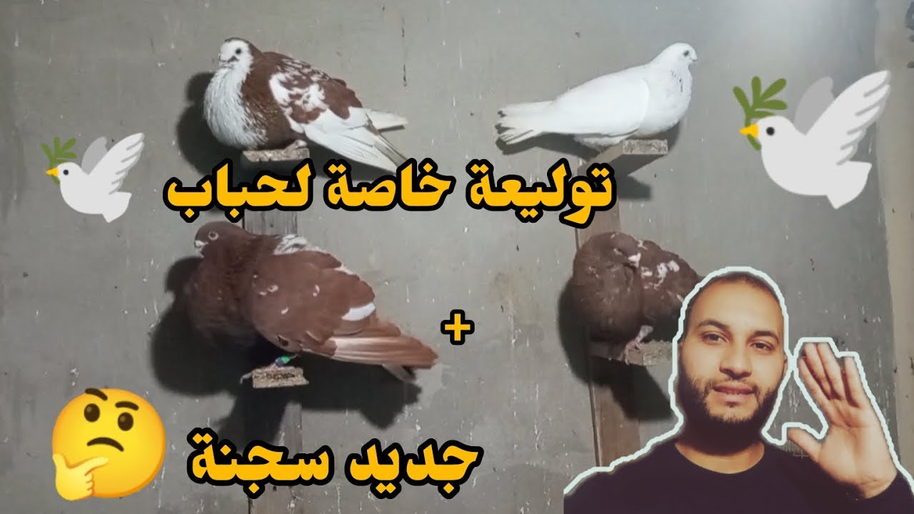 توليعة خاصة لحباب 🕊️ + أجي تشوف الجديد ديال سجنة 🕊️🕊️
