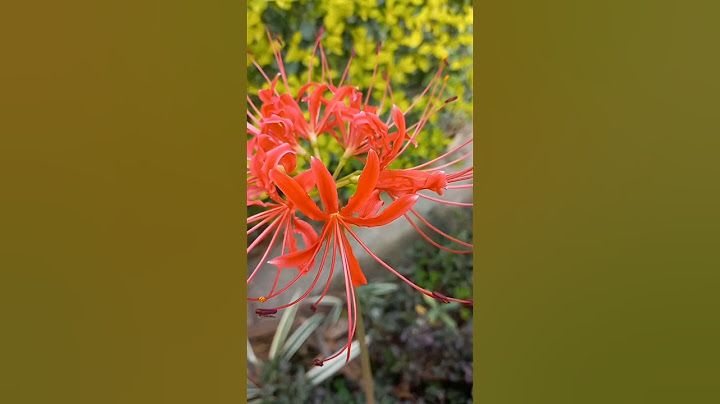 Lycoris radiata red spider lily 3 bulbs là gì