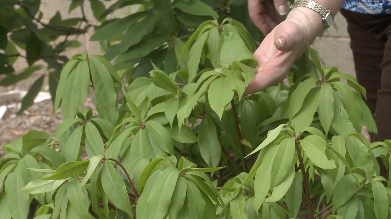 Transplant Shock This Week in the Garden YouTube