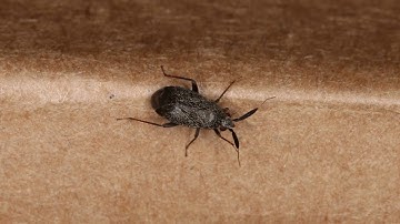 [Wikipedia] Ceratocapsus nigellus