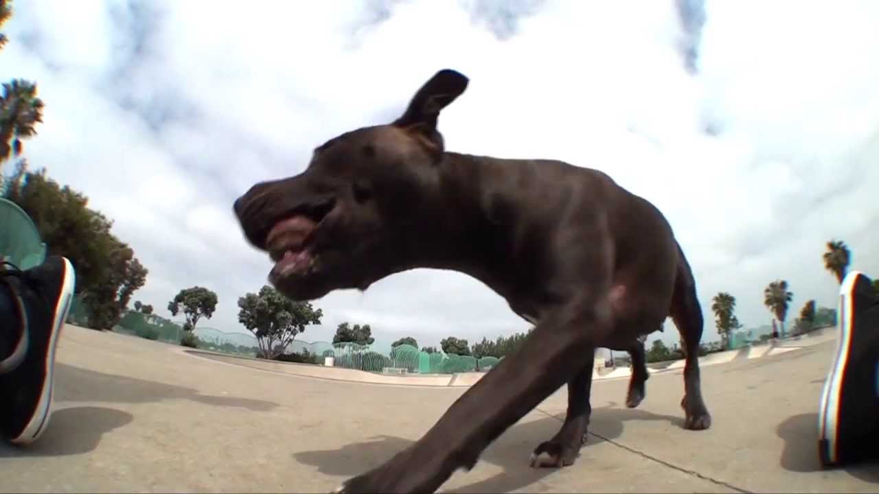 FIA The Concrete Hustle Skateboarding