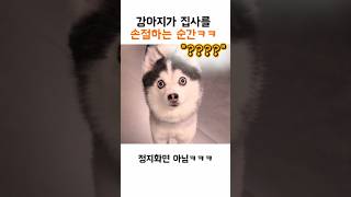 강아지가 집사를 손절하는 순간ㅋㅋㅋ #dogshorts #shorts