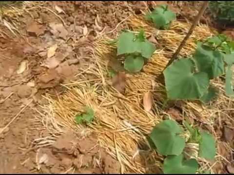MULSA JERAMI PDF MULSA JERAMI PDF