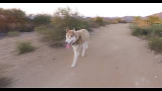 Animals Matter: A Dog's Journey