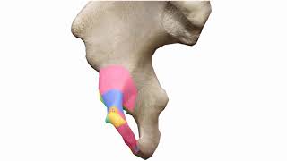 Anatomy of Hip bones- تشريح عظم الورك