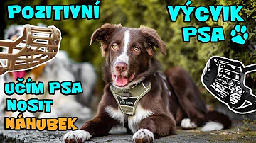Jaké jsou léky na průjem u psa?