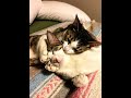 #cat #kitten #cute #love #magichourai #shorts