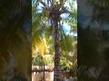 Coconut tree 🌴 or welcome dance 😱🤩 #shorts #ytshorts #shortvideo #shortsvideo #youtubeshorts