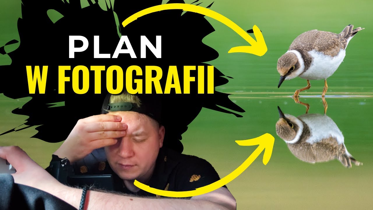 Fotografia ptaków z czatowni - Tragopan Hokki v3