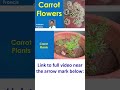 Carrot Flowers