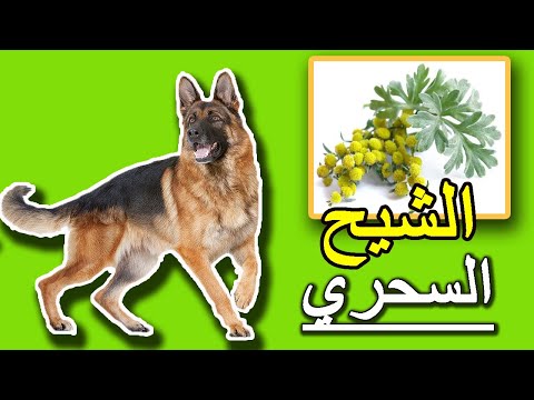 فيديو: بذور الكتان للكلاب - فوائد بذور الكتان للكلاب