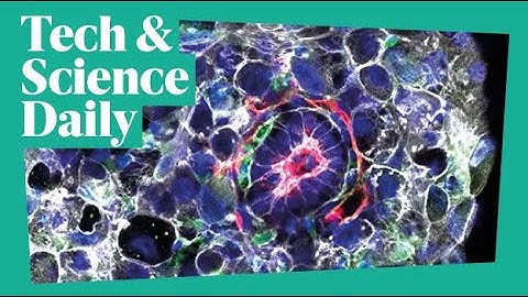 Scientists create ‘human embryos’ with no egg or sperm ...Tech & Science Daily