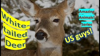 White-tailed Deer facts 🦌 Whitetail 🦌 Virginia Deer 🦌 widely distributed  ungulate.In N. America