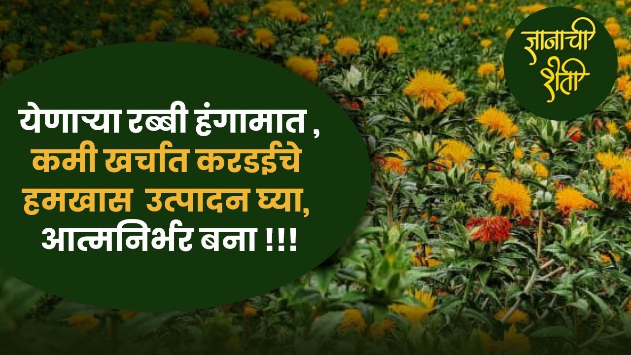 करडईची पेरणी कोणत्या शेतकऱ्यांनी करावी? | करडईचे हमखास उत्पादन तंत्रज्ञान | Karadai Farming Tips