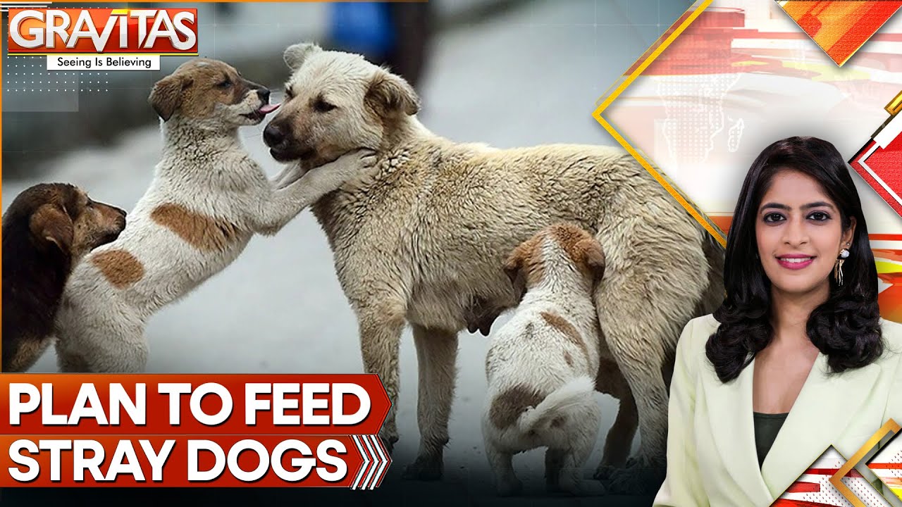 Bengaluru To Feed Chicken Rice To 5,000 Dogs Daily | BBMP’s ₹2.9 Cr Plan | WION