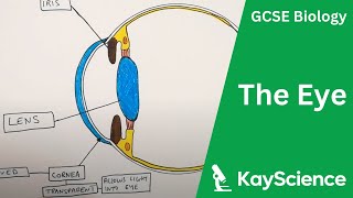 GCSE Biology - Structure of The Eye (Eye Structure)