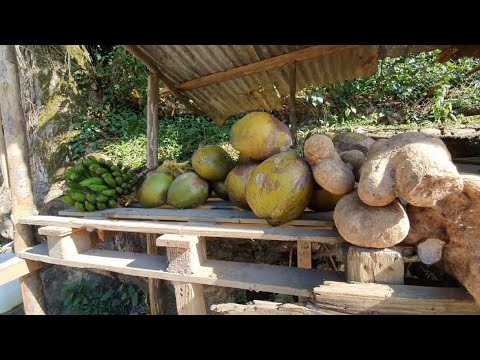Picking the World’s MEANEST Fruit! Boom Yam & Butter w/Saltfish | Vlog #15
