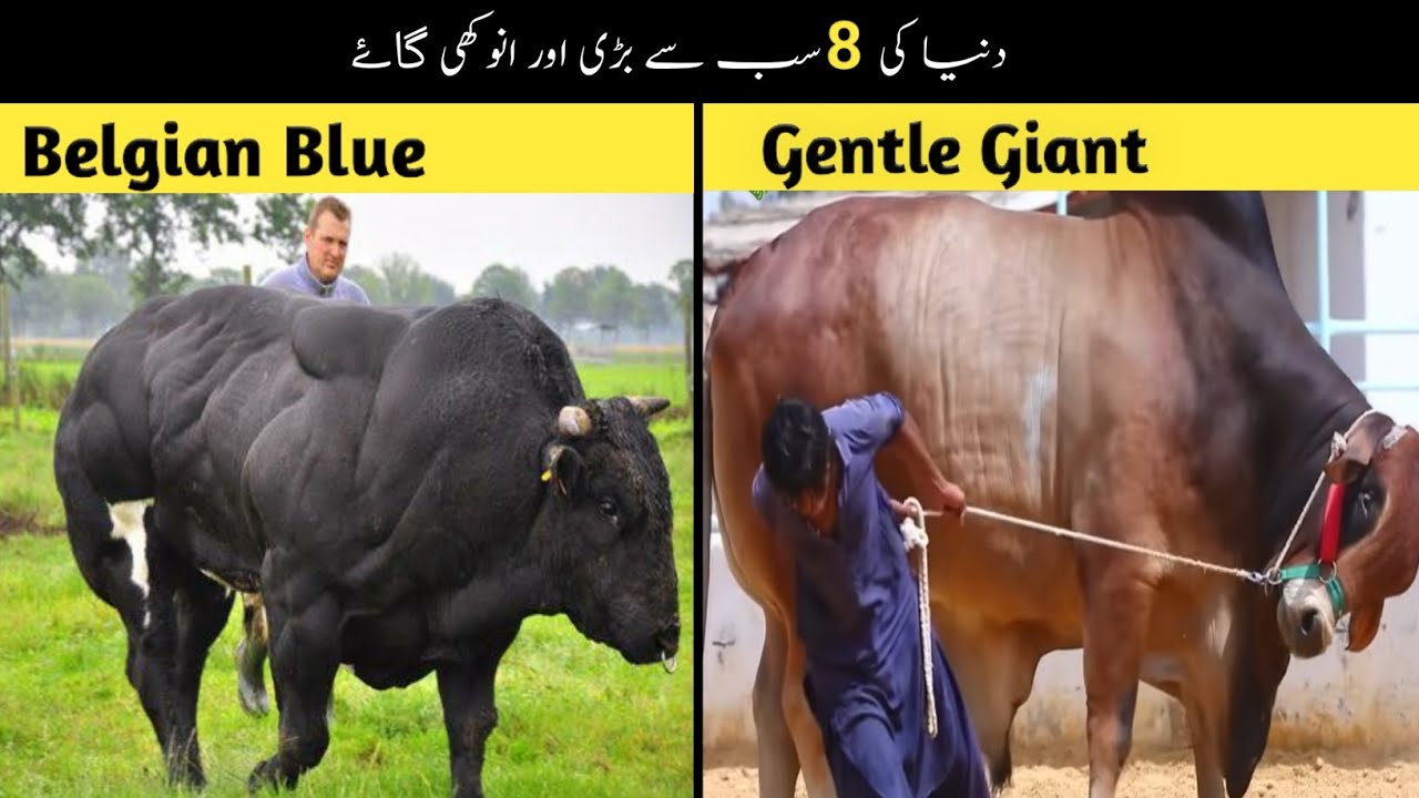 8 Massive and Rare cows of world | Dunya ki 8 bari aur anokhi cows ...