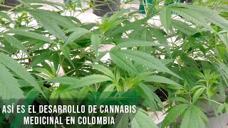 Así Es El Desarrollo De Cannabis Medicinal En Colombia - Tvagro Por Juan Gonzalo Angel Restrepo